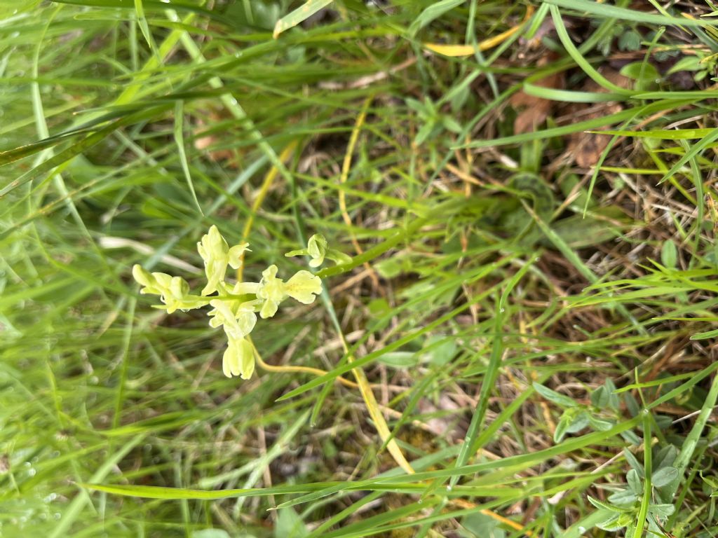 N. tridentata e O. provincialis